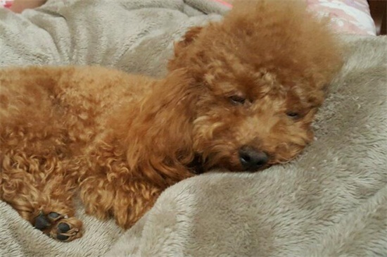狗能吃车厘子的果肉么