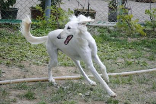 萨路基猎犬怎么养
