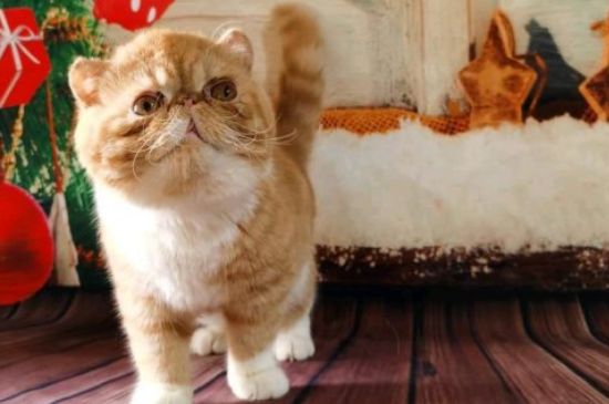 加菲猫寿命一般多少年