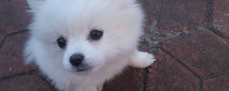 博美幼犬怎么养