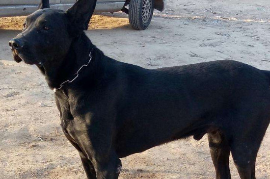 黑狼犬只认一个主人吗