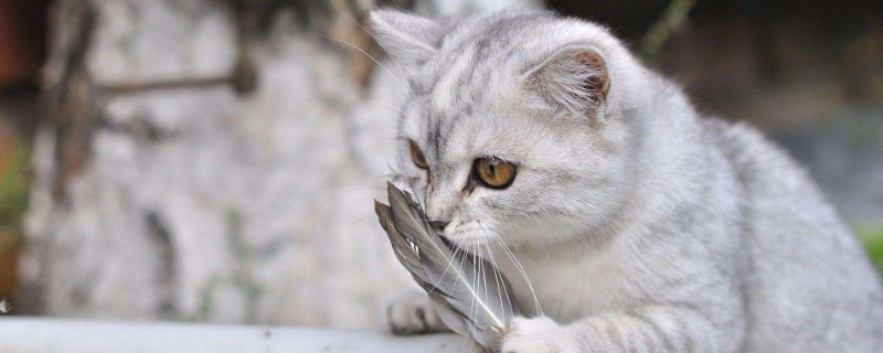 猫洗澡多久一次