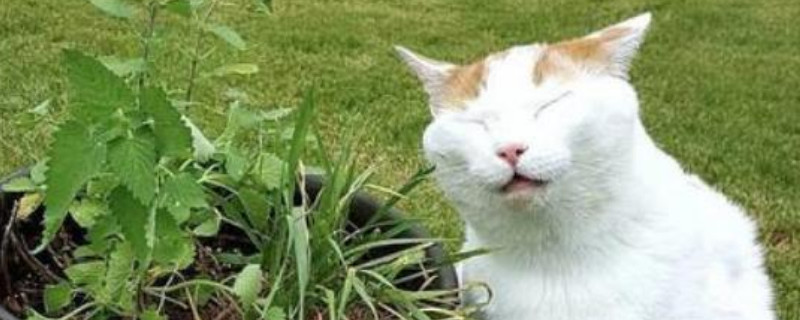 薄荷对猫有危害么