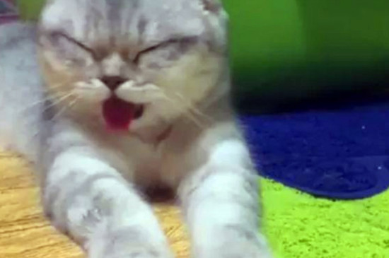 猫吃了辣的怎么补救