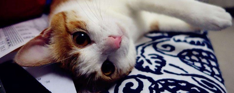 养猫每个月花费多少