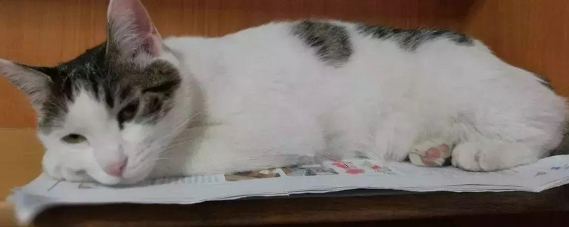 猫咪得狂犬病的症状表现有哪些