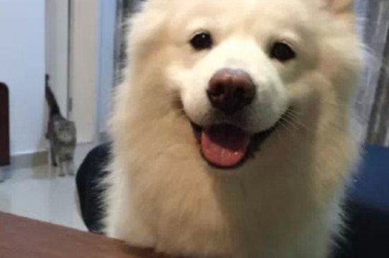 狗能吃杨梅吗为什么