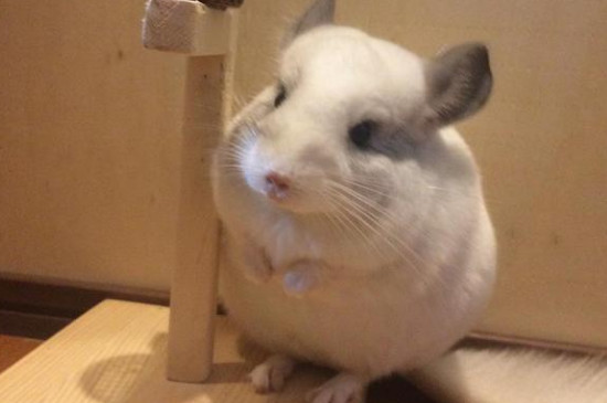 龙猫是宠物吗