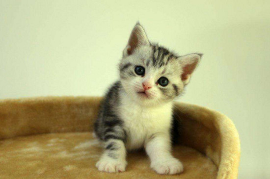 谁养谁后悔猫美短