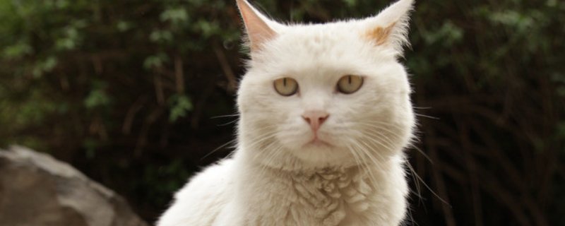 猫咪会只认一个主人吗