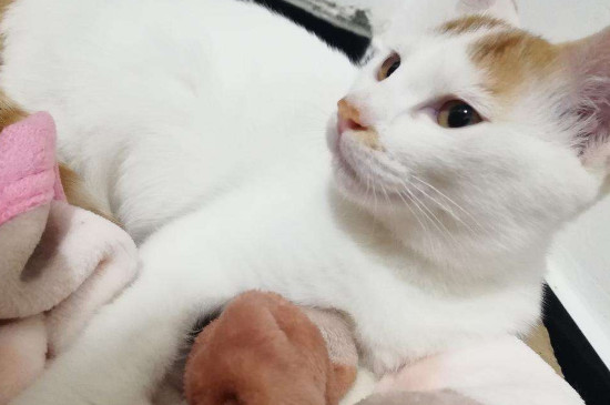 猫喜欢什么玩具