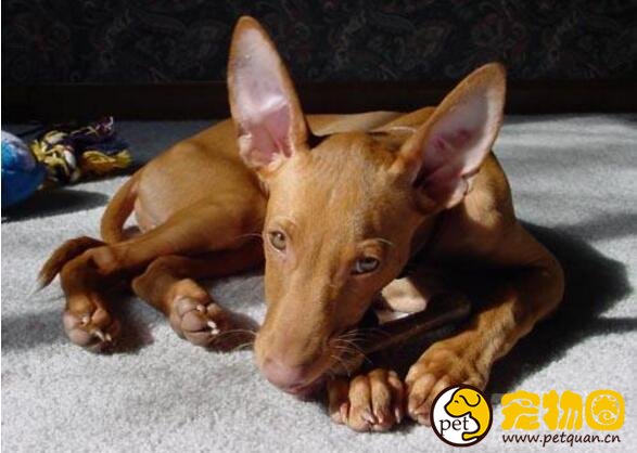 法老王猎犬天生高贵，5000年历史的古老犬种(马耳他国兽)