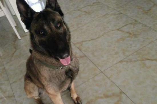 如何辨别马犬幼犬聪明
