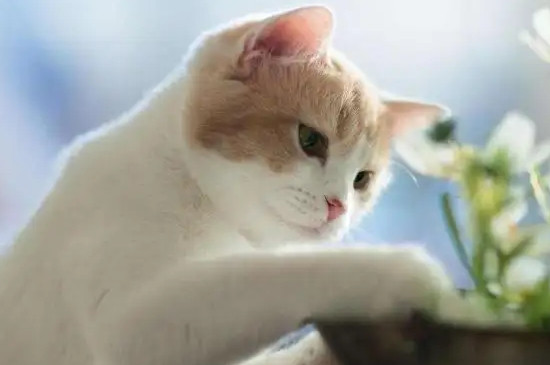 猫咪多远能闻到主人的味道