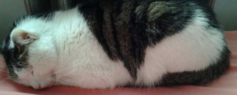 猫咪滴耳液会不会把猫滴聋了