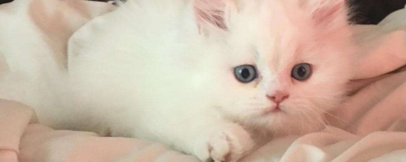 猫鼻支的症状