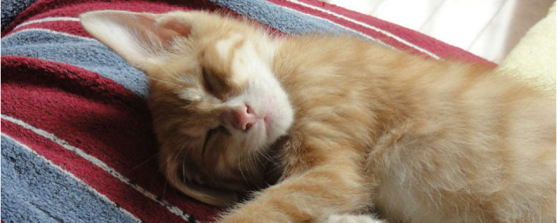 猫咪交配成功什么症状