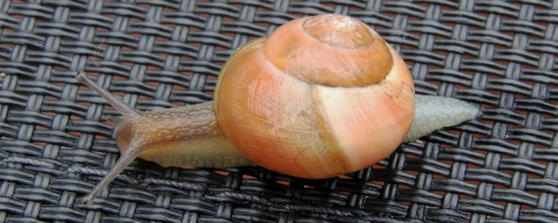 蜗牛会换壳吗