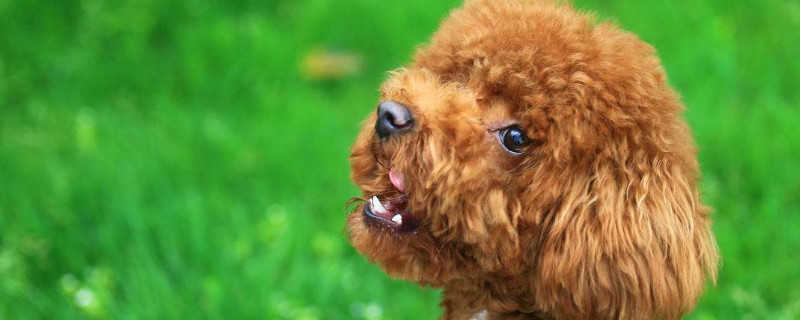 泰迪犬怎么训练