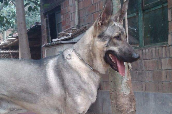 狼青幼犬怎么看纯不纯