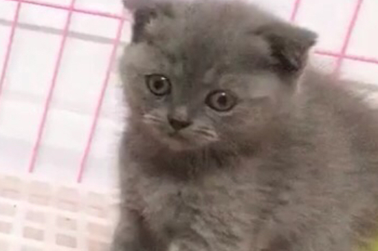 猫贫血症状