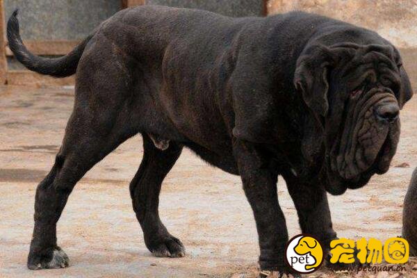 世界十大恶犬排名，加纳利犬连主人都敢咬(不适合作为家养犬)