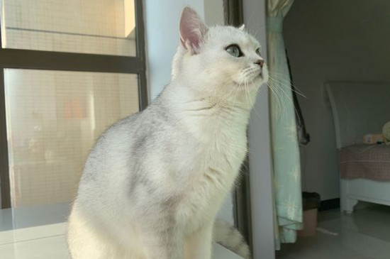 猫疫苗多久打一次