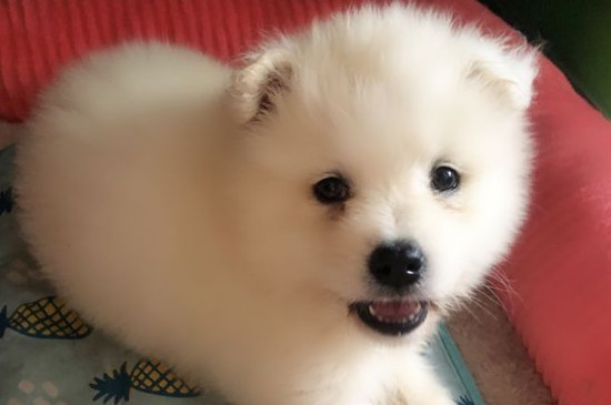 萨摩耶为什么学狼叫