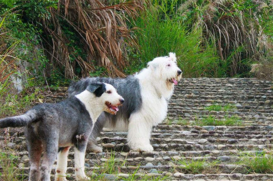 英国古代牧羊犬咬人吗