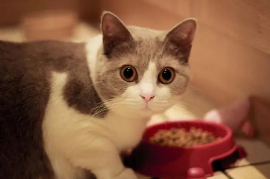 小猫鼻子干没精神嗜睡为什么