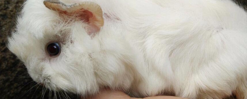 荷兰猪怎么看是公是母