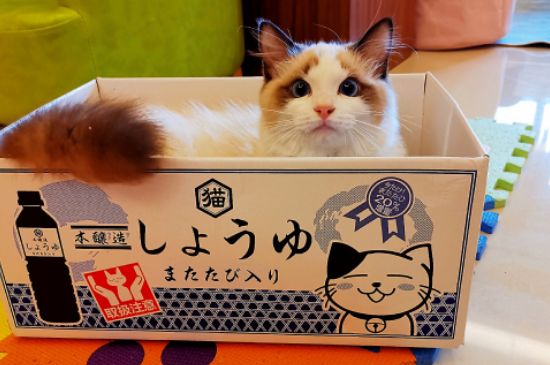猫能吃芒果吗