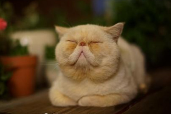 猫肾衰竭最初的症状