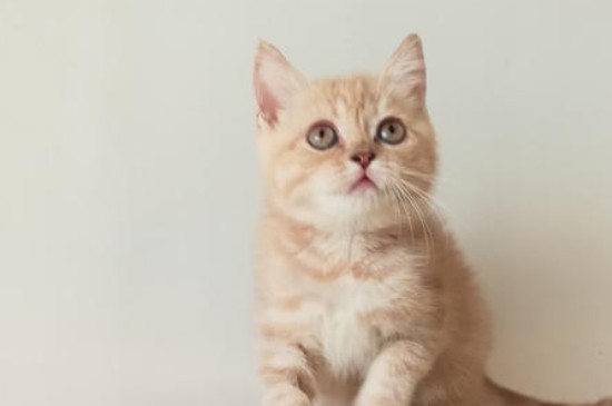 猫吃过的东西人能吃吗