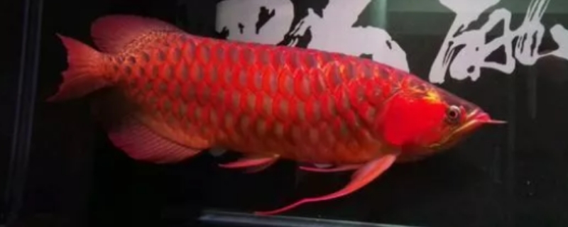 龙鱼炸鳞怎么治疗