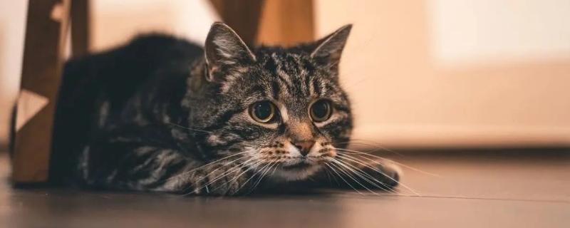 猫应激反应有哪些表现