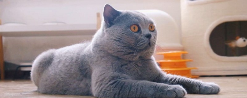 养英短猫的弊端