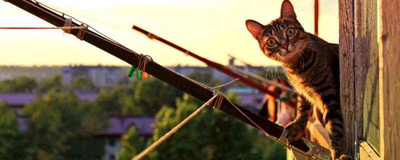 猫一天喝多少ml水