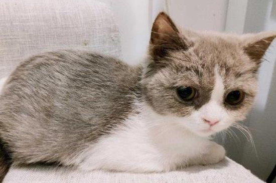 猫藓快好的迹象是哪些，如何判断猫藓快好了