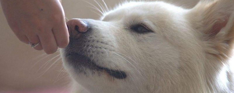 养猫狗会影响怀孕吗