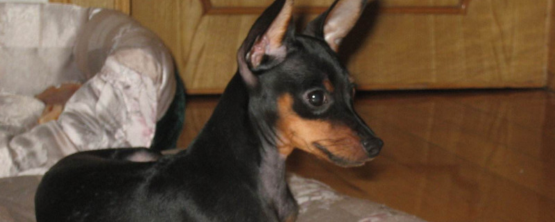 小鹿犬的缺点