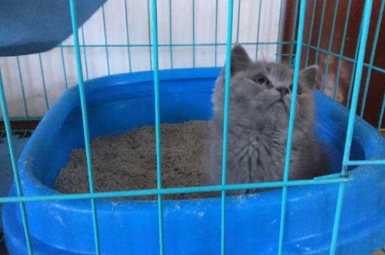 蓝猫要不要关笼子，将蓝猫关笼子的注意事项