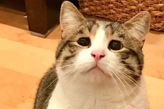 猫喜欢什么玩具
