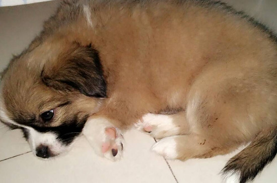狗只喝水不吃食原因