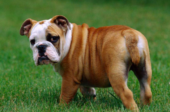 英国斗牛犬怎么看纯不纯