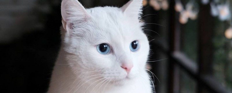 养猫需要准备什么