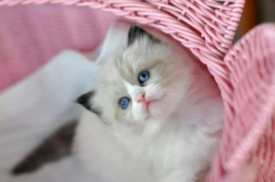 小布偶猫为什么这么丑