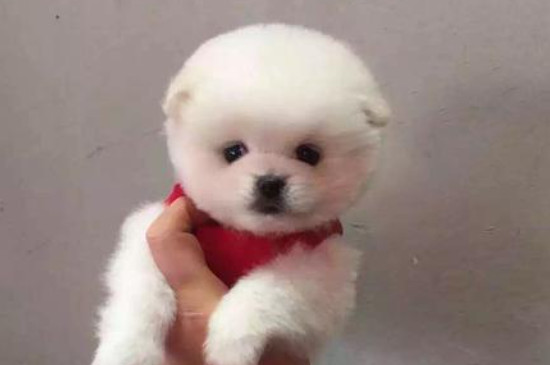 茶杯狗好养吗