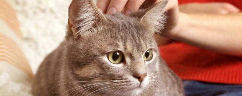 猫呼呼声是什么意思