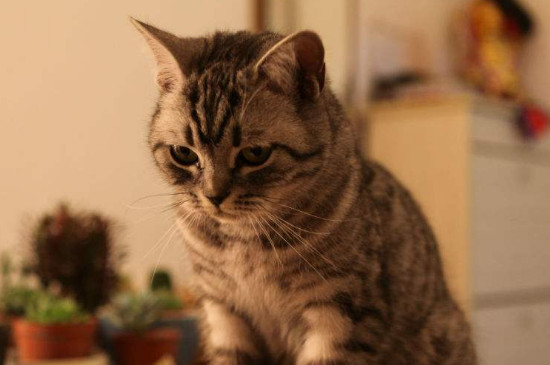 怎么教出一只粘人的猫